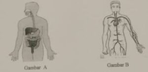 Perhatikan gambar a dan gambar berikut! Jelaskan fungsi sistem organ pada gambar a dan b.