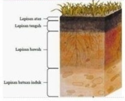 Perhatikan gambar lapisan tanah berikut! Lapisan tanah yang memiliki yang memiliki bahan organik tinggi dan mengandung tanah liat terdapat pada ....