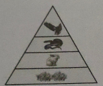 Perhatikan gambar piramida makanan berikut! Peristiwa yang terjadi pada piramida makanan tersebut adalah ....