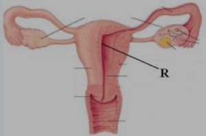 Gambar berikut menunjukkan penampang alat reproduksi manusia. Bagian yang ditunjuk oleh huruf R adalah tempat untuk ....