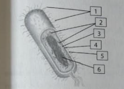 Perhatikan gambar bakteri berikut. Sebutkan bagian-bagian bakteri sesuai yang ditunjuk pada gambar. 4. ....