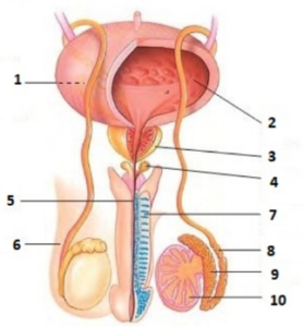 Lengkapi nama organ reproduksi pria di bawah ini tampak dari samping dan depan serta jelaskan masing-masing fungsinya! Tampak depan 7. ..... fungsi : .....
