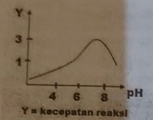 Grafik di atas menunjukkan hubungan antara pH terhadap kerja enzim ptialin. Manakah pernyataan berikut yang berhubungan dengan kerja enzim ptialin?