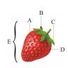 Buah sesungguhnya pada strawberry pada ganbar di atas ditunjukkan huruf .... A A B B C C D D E E