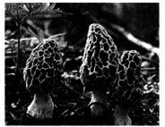 Ciri-ciri umum yang dimiliki oleh kelompok jamur pada gambar berikut ditunjukkan oleh nomor ....