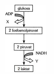 Berdasarkan bagan di atas jumlah ATP dan NAD pada bagian yang berlahel X dan Y ....